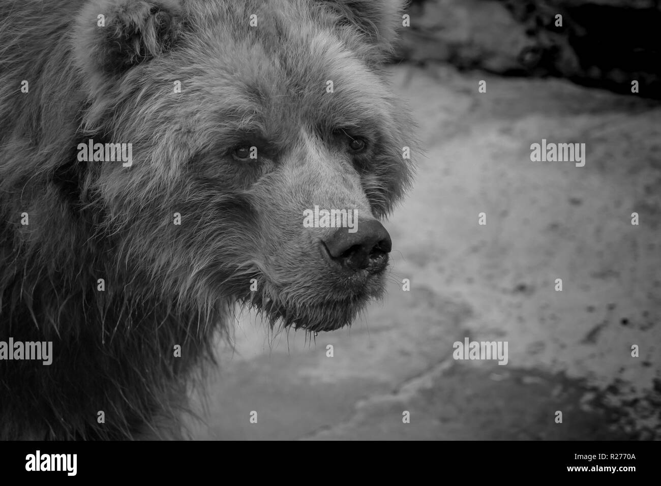 Ritratto di orso bruno close-up. Foto Stock