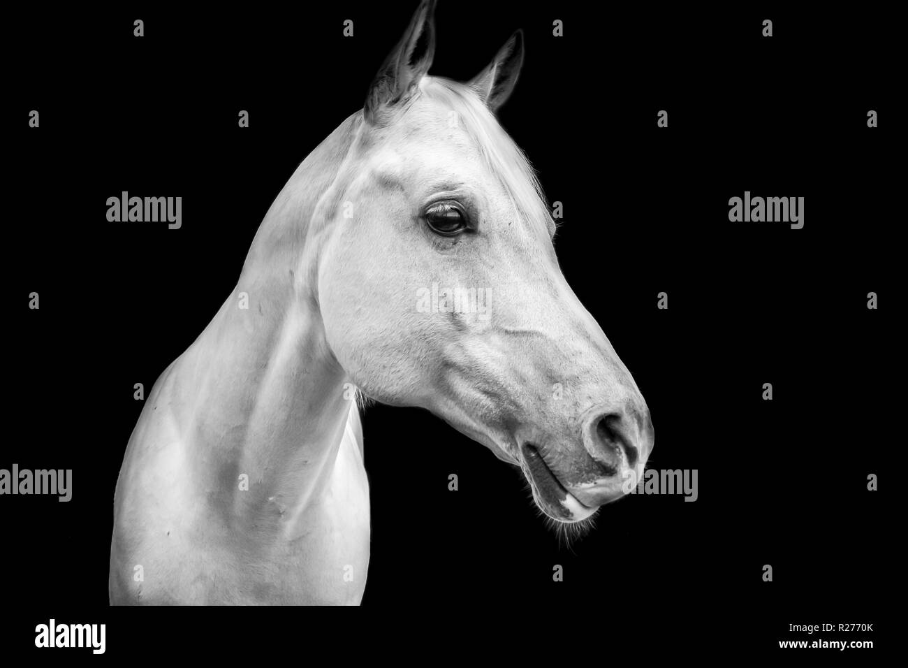 Ritratto di Arabian Horse isolati su sfondo nero. Foto Stock