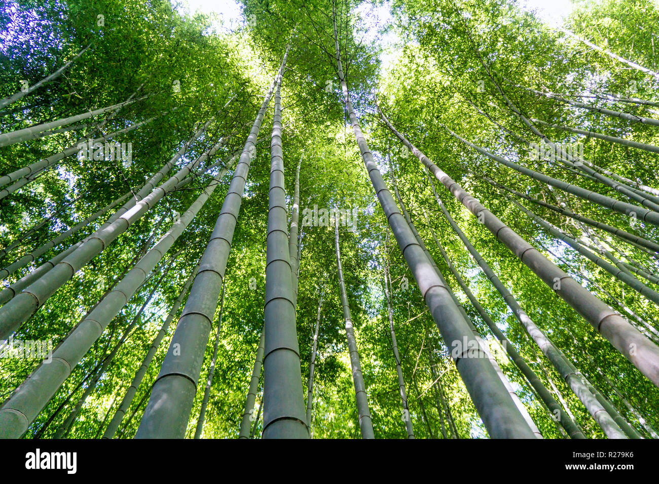 Selvatici alti alberi di bambù a Kyoto in Giappone Foto Stock