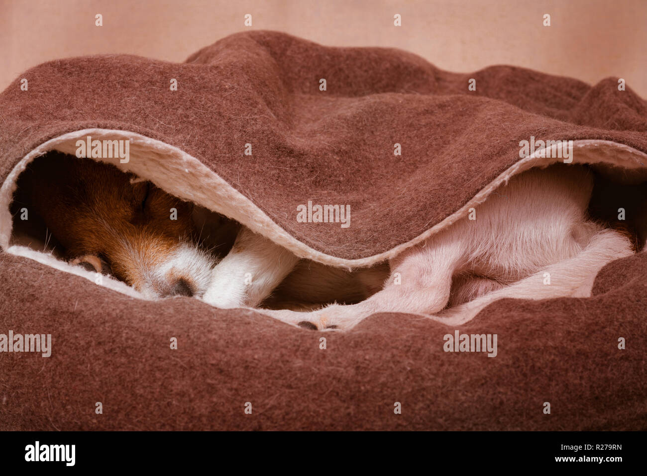 Simpatico cane domestico dorme all'interno accogliente incappucciati lettino pet Foto Stock