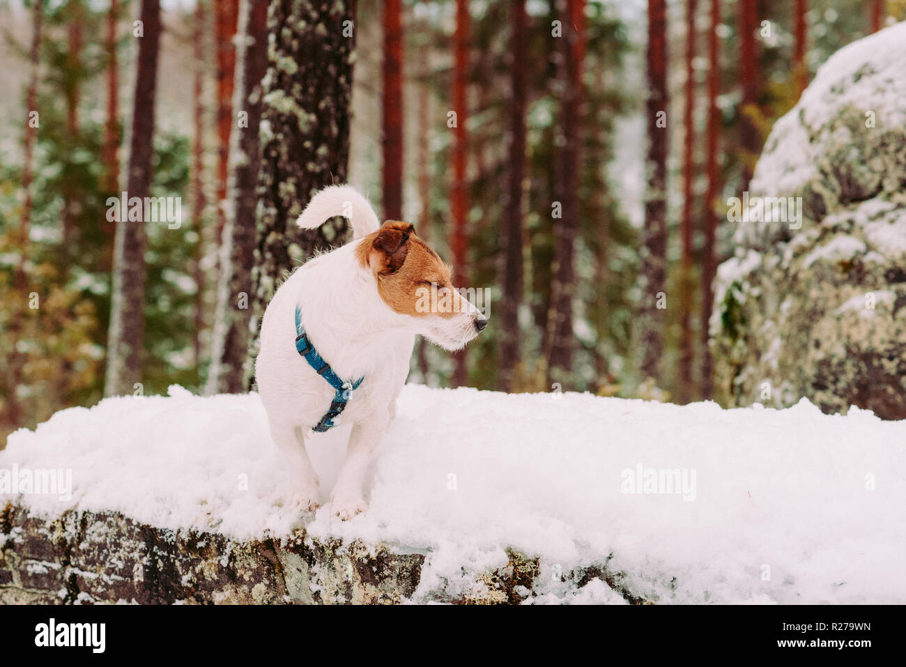 Calma e Happy dog a piedi a fine giornata invernale a bosco selvatico Foto Stock