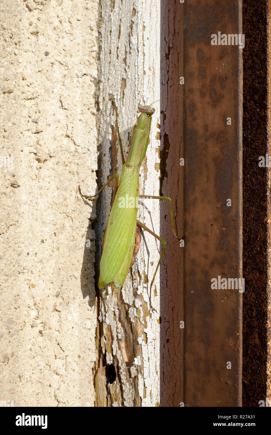 Mantide religiosa mantide religiosa ensoleillement stesso su un marciume sul telaio di una finestra in Zala county Ungheria Foto Stock