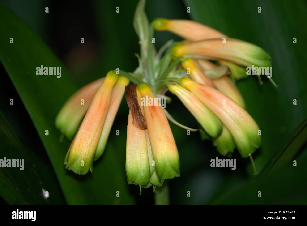 Fiori di aloe. Foto Stock