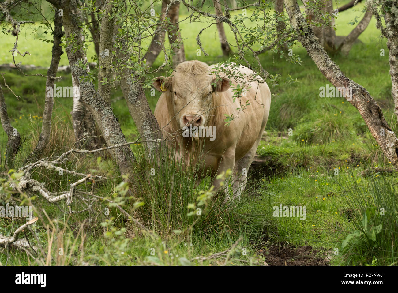 Pedigree Charolais bull free range in organico dei pascoli e boschi sulla fattoria scozzese Foto Stock