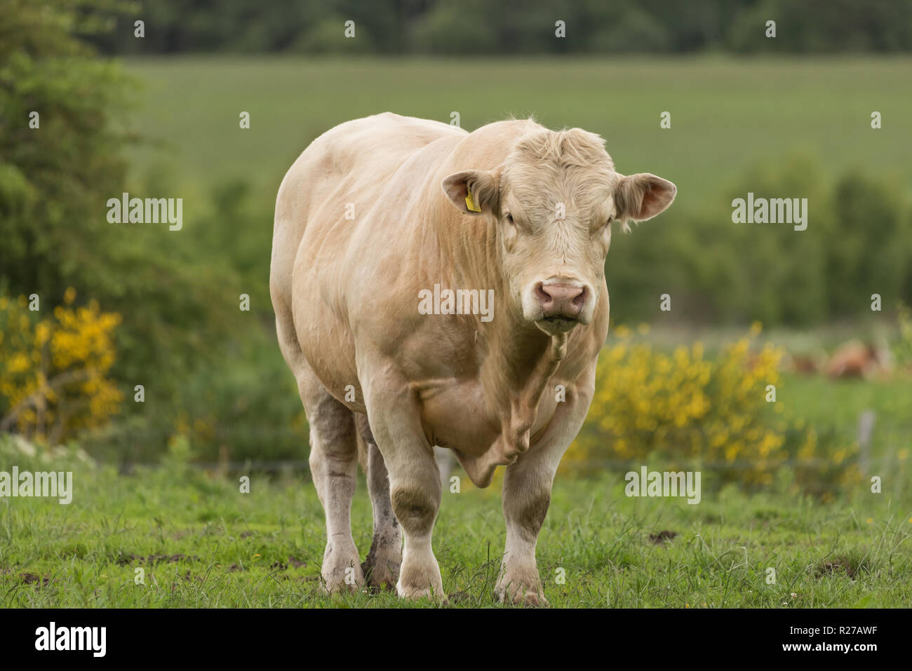 Pedigree Charolais bull free range in organico dei pascoli e boschi sulla fattoria scozzese Foto Stock