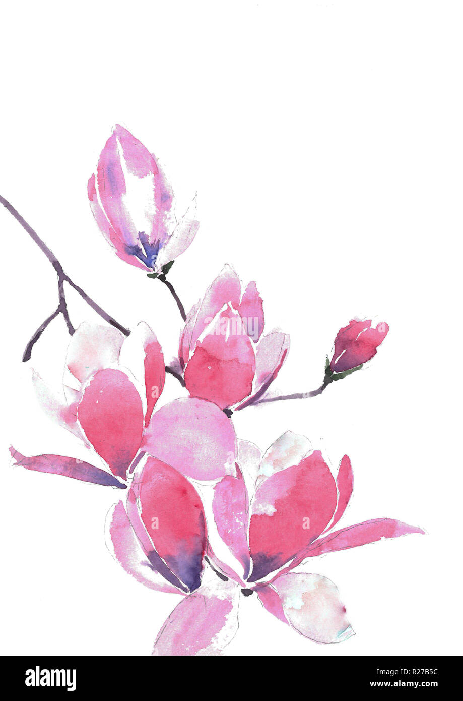 Blooming Magnolia. Un ramo di un delicato rosa magnolia. Acquerelli di sfondo. Foto Stock