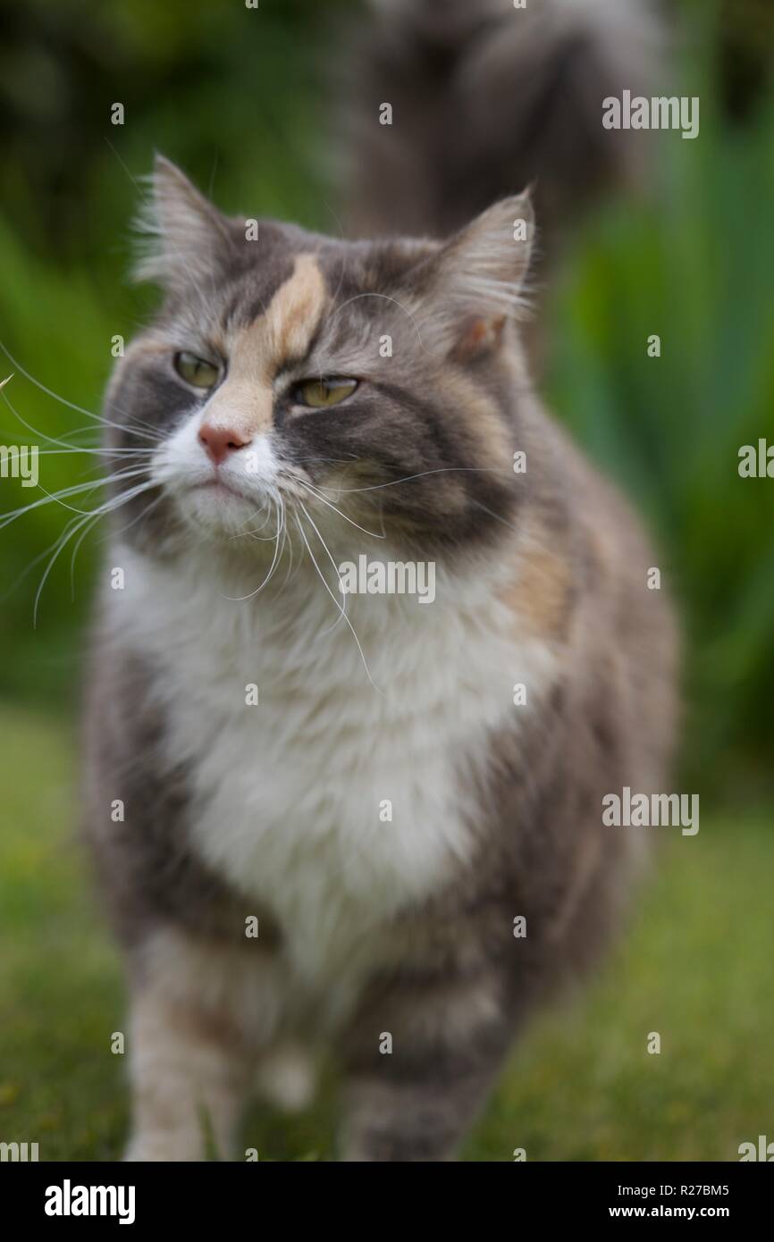 Curioso Cat dusky Foto Stock