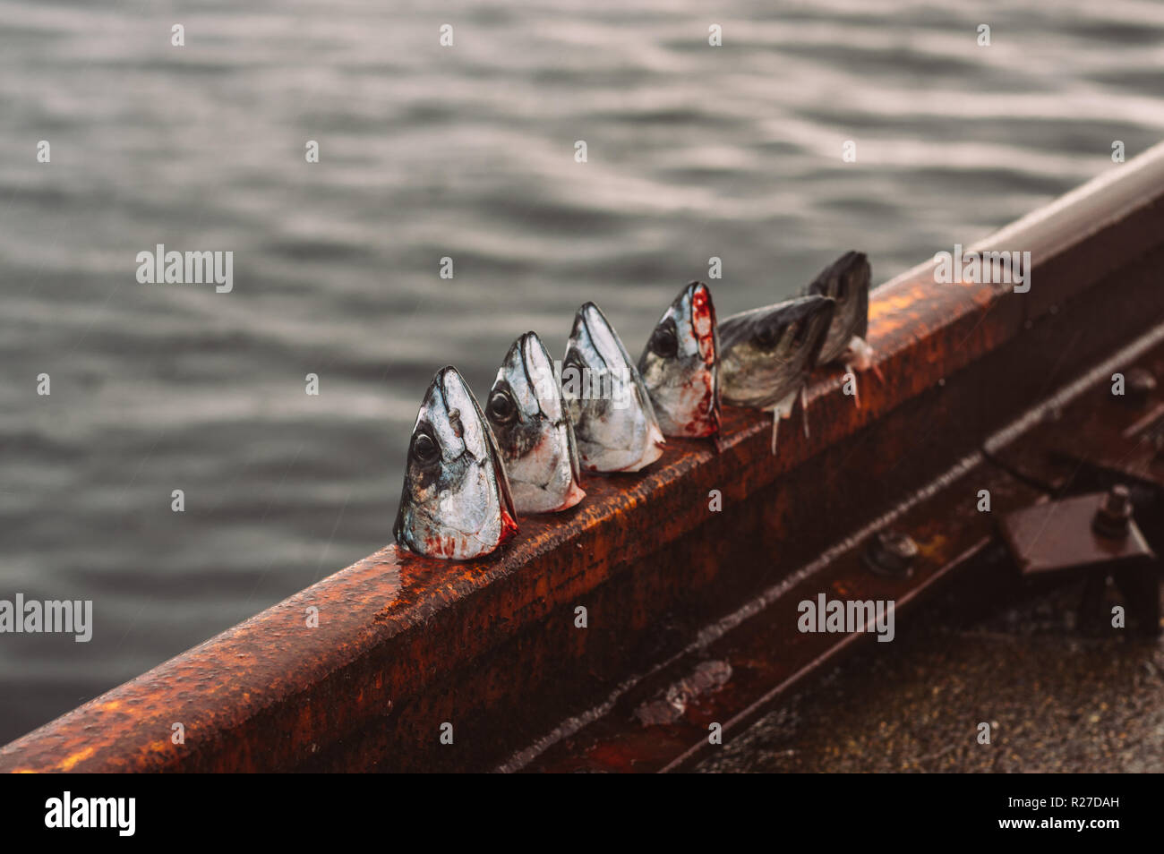 Teste tagliate di sgombro e di eglefino, pesca in Norvegia Foto Stock