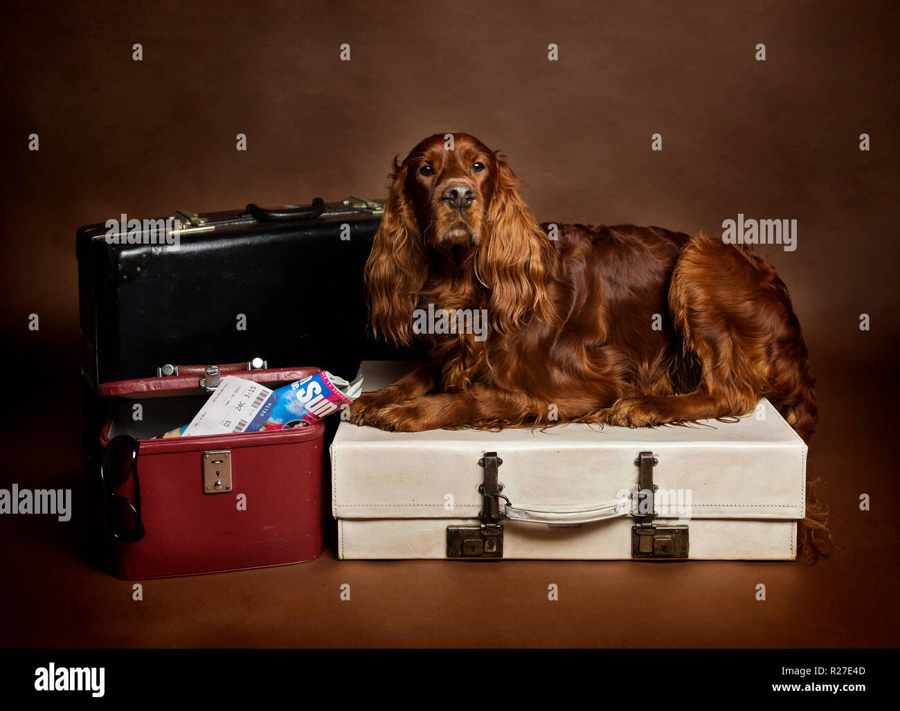 Red Setter Irlandese cane in calendario a tema pongono in Studio Foto Stock