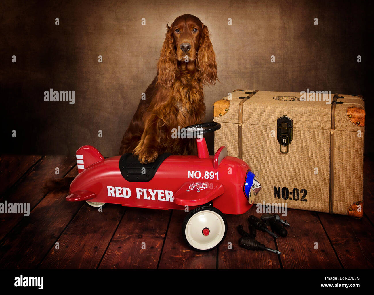 Red Setter Irlandese cane in calendario a tema pongono in Studio Foto Stock
