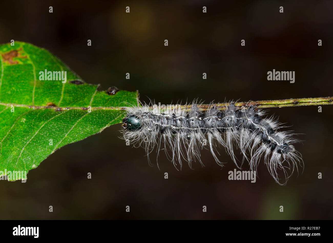 Noce falena Caterpillar, Datana integerrima, larva sul noce nero, Juglans nigra Foto Stock