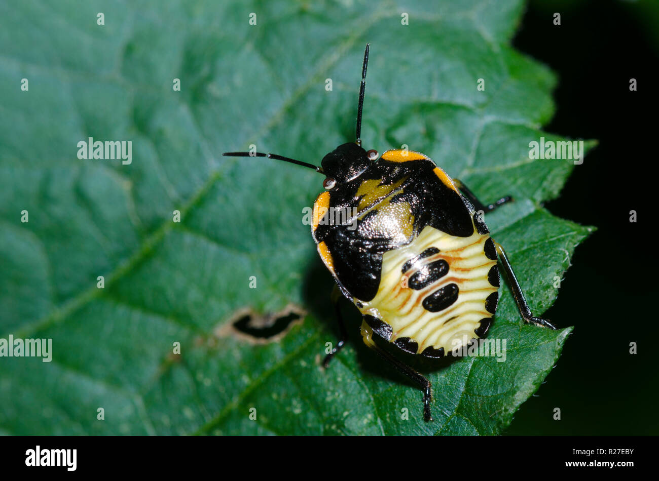 Green Stink Bug, Chinavia hilaris, ninfa Foto Stock