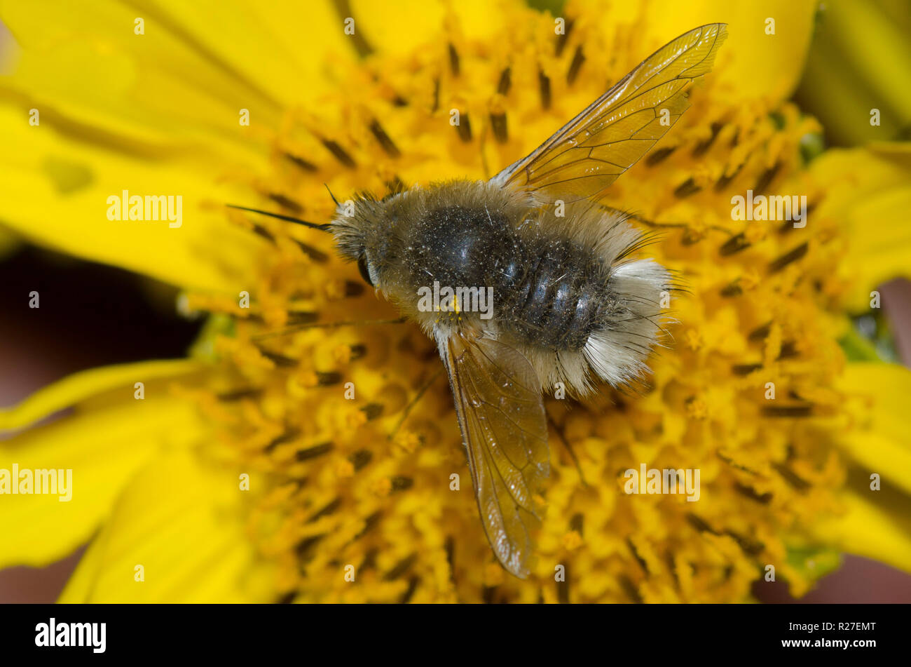 Bee Fly, Anastoechus sp., sul composito di colore giallo Foto Stock