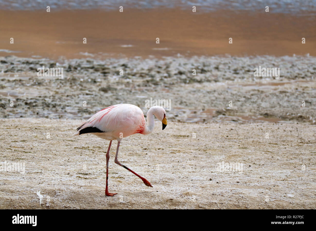 James's Flamingo passeggiate sulle rive della Laguna Hedionda, il lago salino sul altipiano andino, Potosi, Bolivia, Sud America Foto Stock