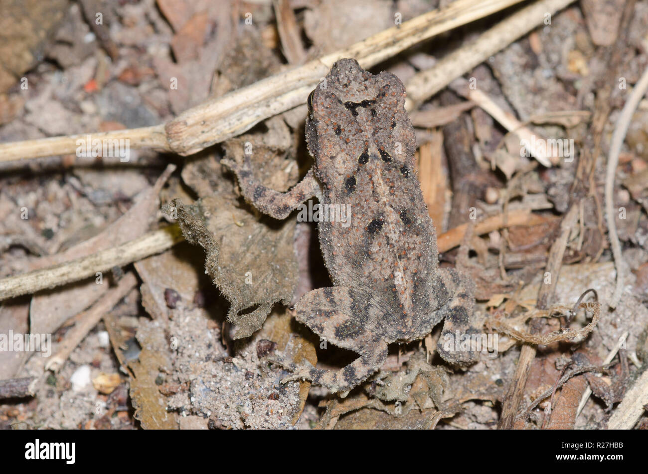 La canna da zucchero Toad, Rhinella marina, capretti mimetizzata sulla terra Foto Stock