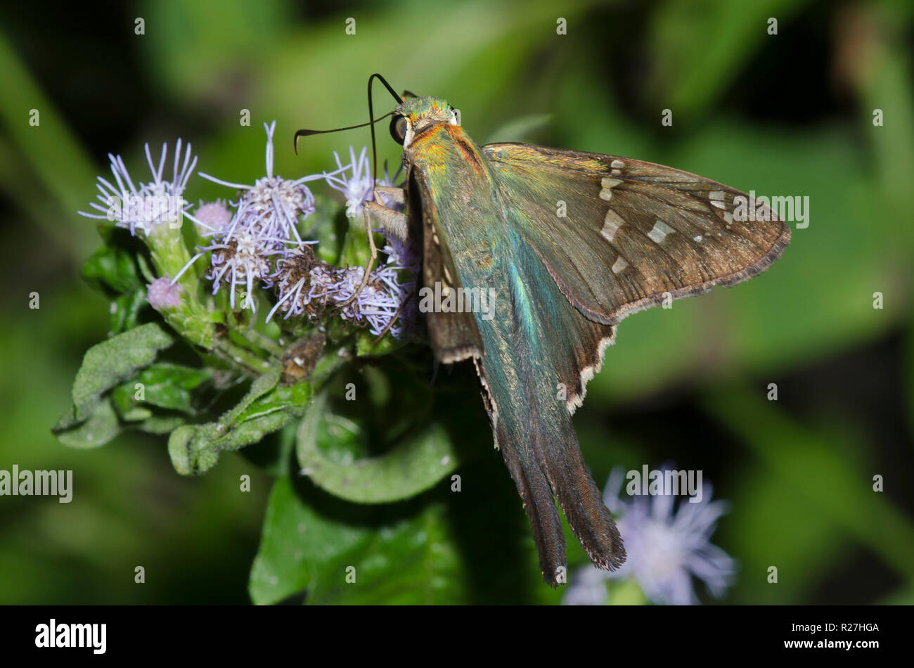 Long-tailed Skipper, Urbanus proteus, sul fiore di nebbia, Conoclinium sp. Foto Stock