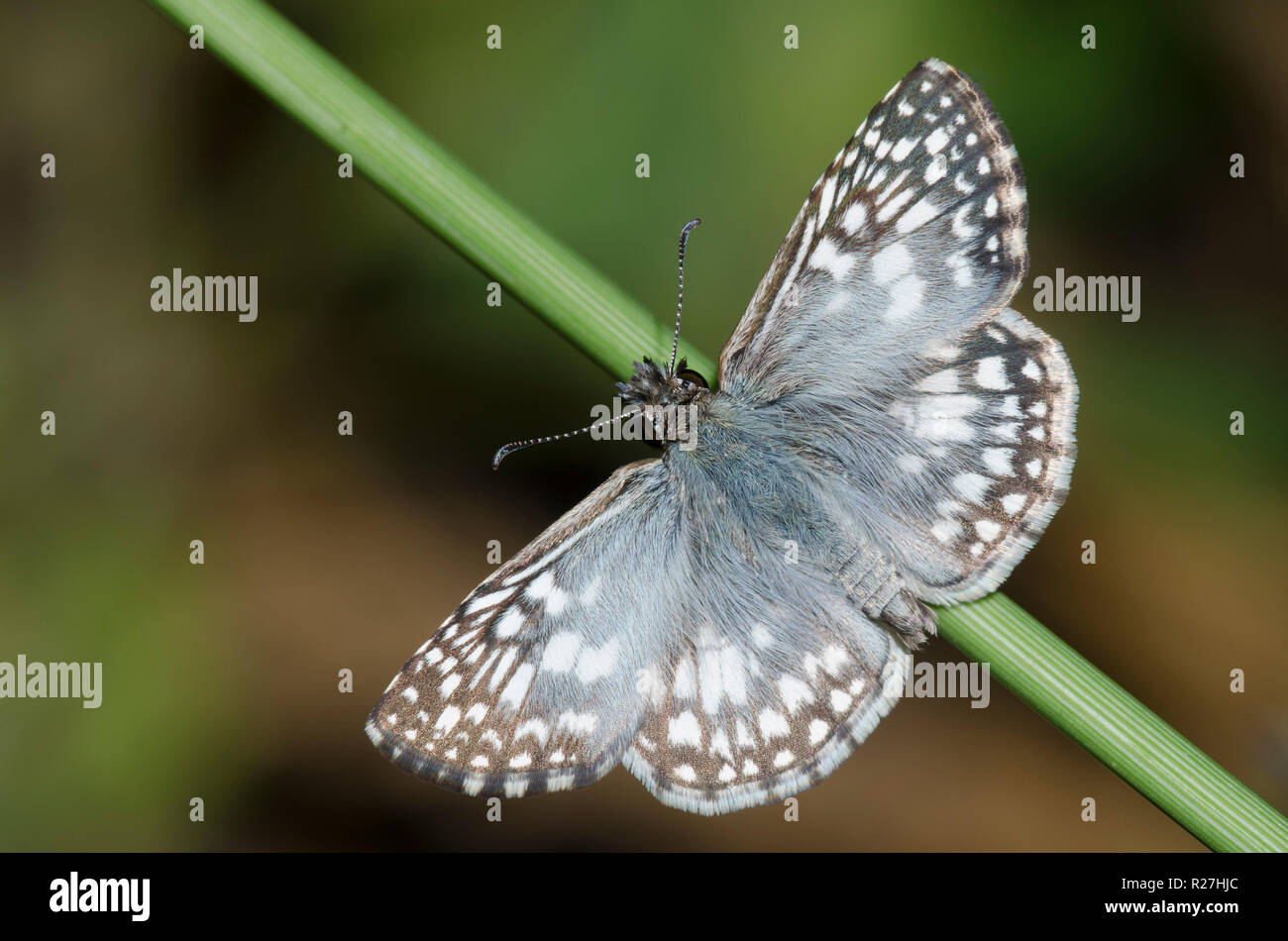 Tropical Checkered-Skipper, Burnsius oileus, maschio Foto Stock