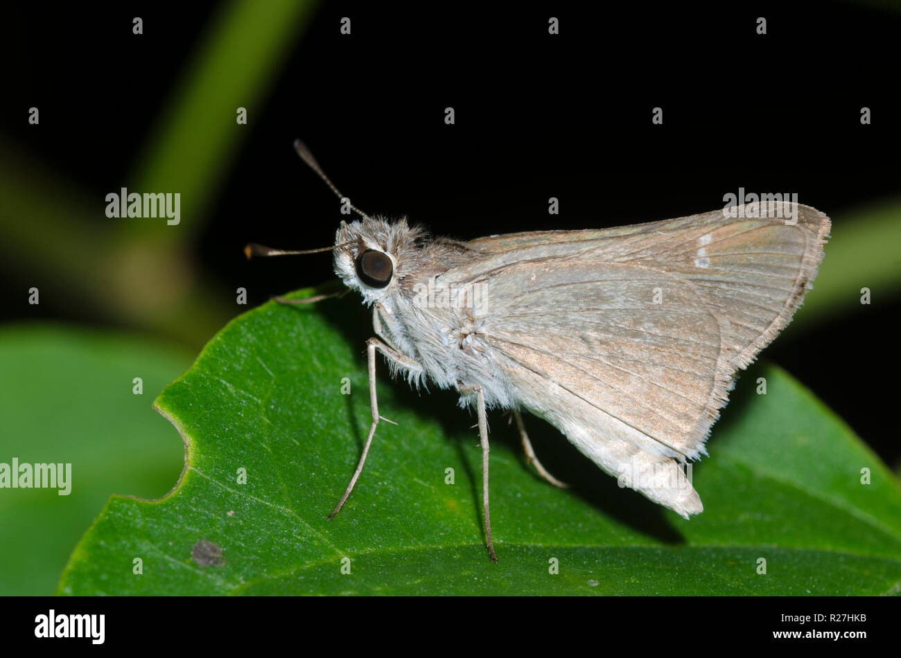 Eufala Skipper, Lerodea eufala Foto Stock