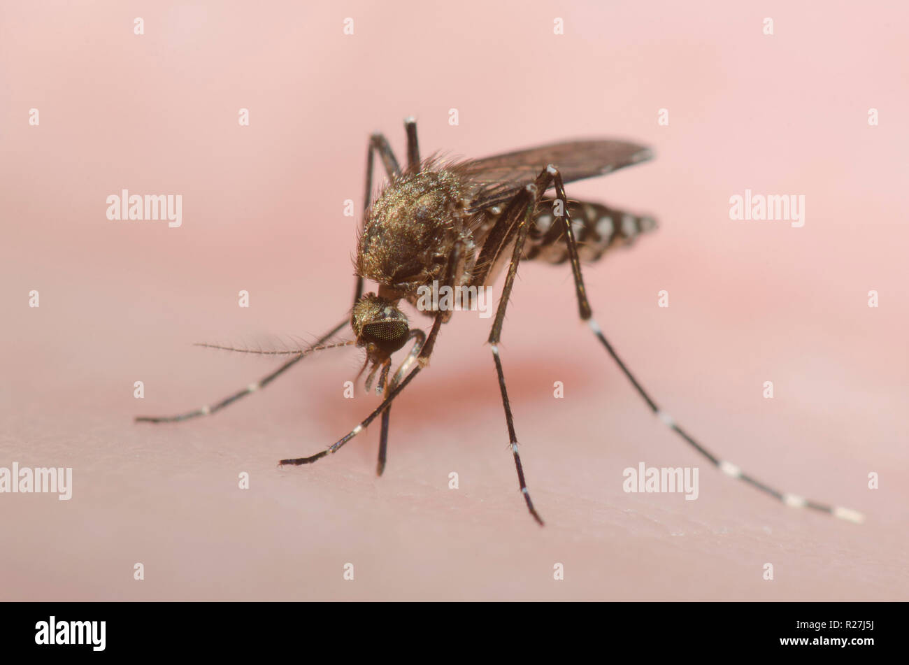 Saltmarsh nero zanzara Ochlerotatus taeniorhynchus, femmina morde la pelle umana e ottenere congestioni con il sangue Foto Stock