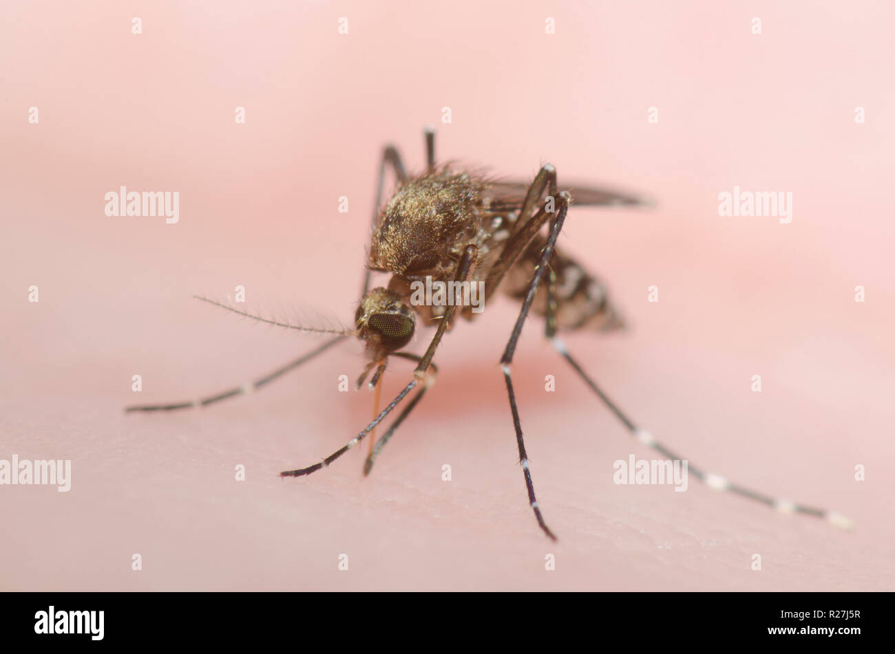 Saltmarsh nero zanzara Ochlerotatus taeniorhynchus, femmina morde la pelle umana e ottenere congestioni con il sangue Foto Stock