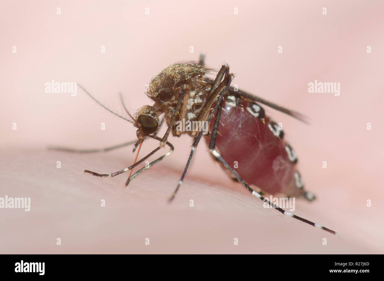 Saltmarsh nero zanzara Ochlerotatus taeniorhynchus, femmina morde la pelle umana e ottenere congestioni con il sangue Foto Stock