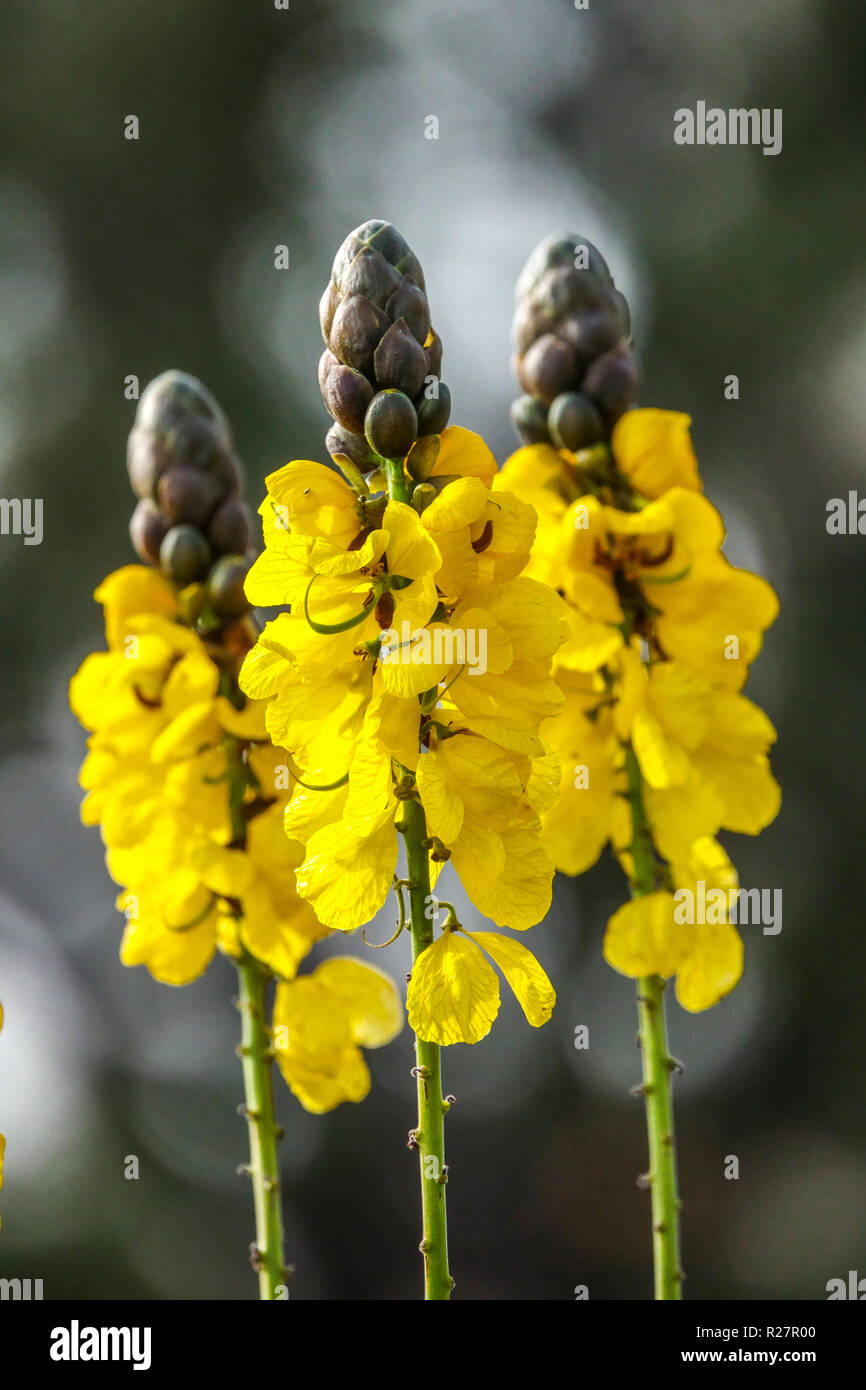 Il Popcorn Cassia senna didymobotrya close up, Alicante Spagna Foto Stock