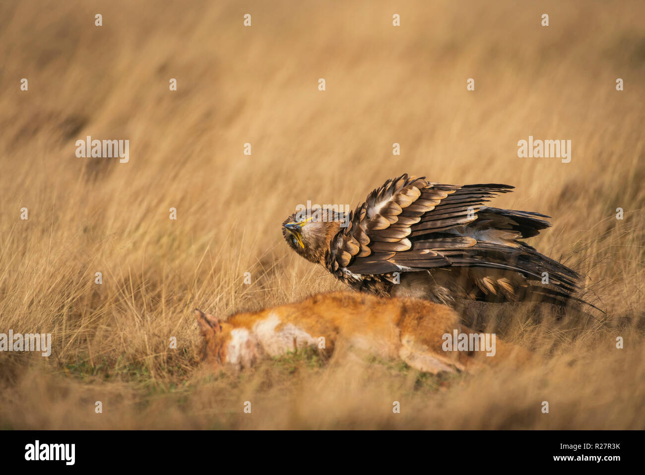 Steppa eagle, Aquila nipalensis, autunno su Praterie secche, con la volpe preda Foto Stock