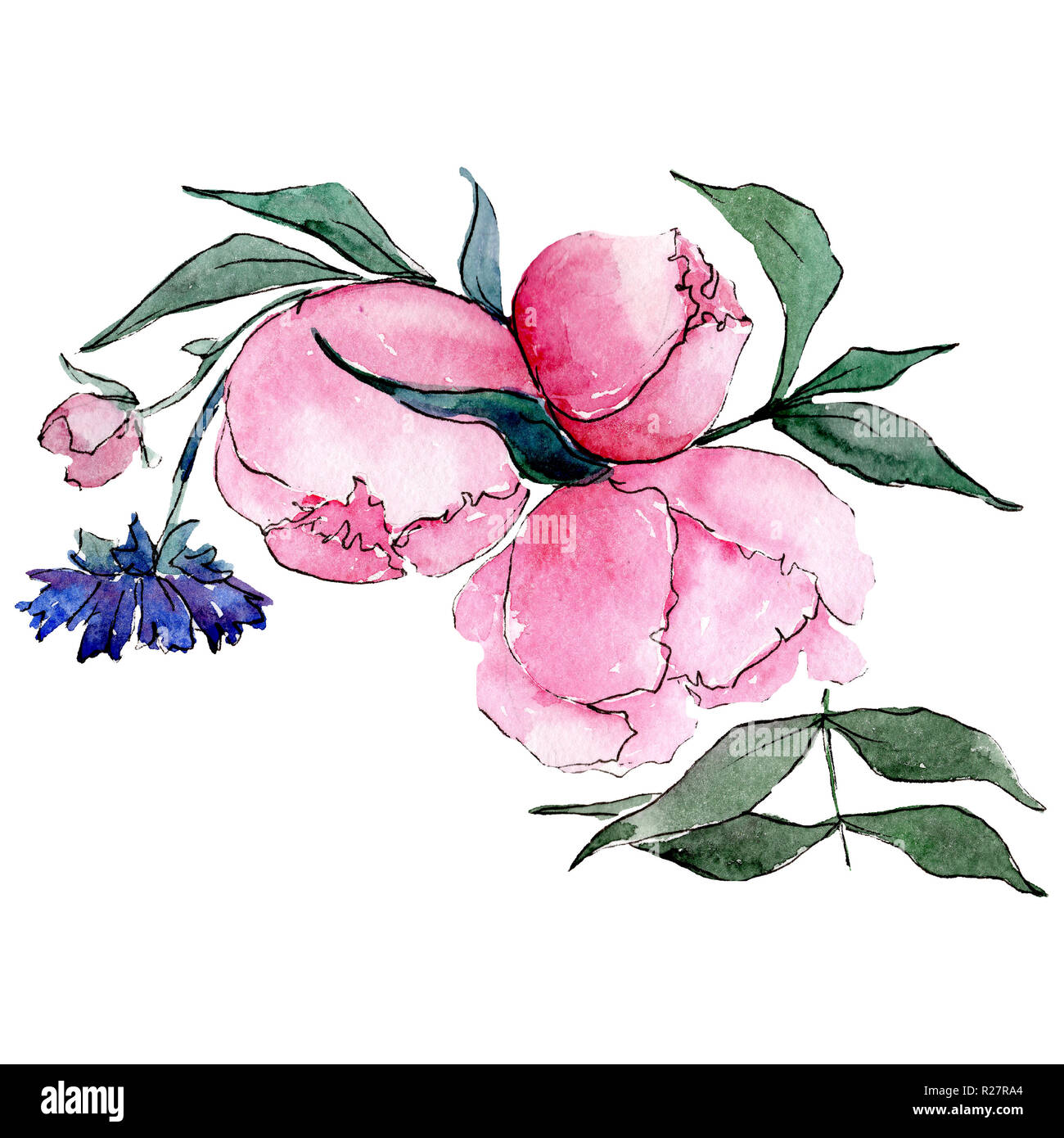 Rosa peonia. Fiore isolato illustrazione elemento. Impostare lo sfondo.  Disegno ad acquerello aquarelle bouquet Foto stock - Alamy