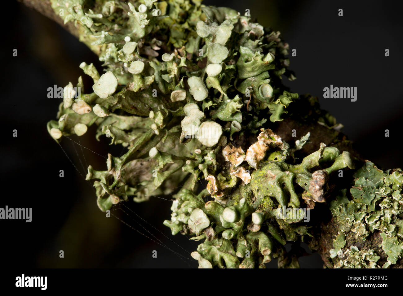 Un lichene del genere Ramalina cresce su alberi che fiancheggiano un sentiero pubblico. Il lichen illustrato corrisponde alla descrizione per Ramalina fastigiata ma questo Foto Stock