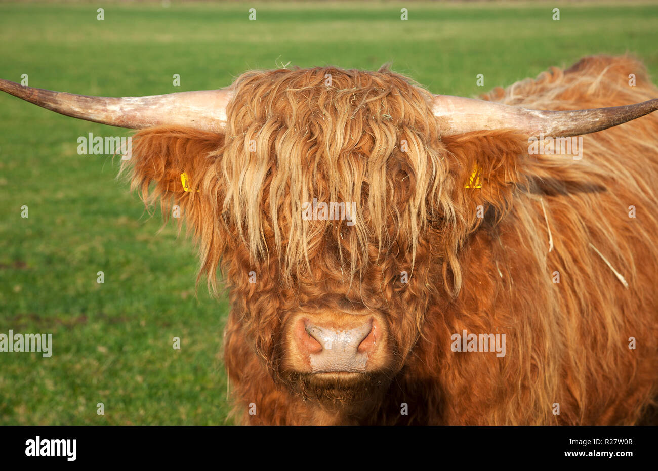 Highland mucca con le corna in un campo vicino a Helensburgh, Argyll, Scozia Foto Stock