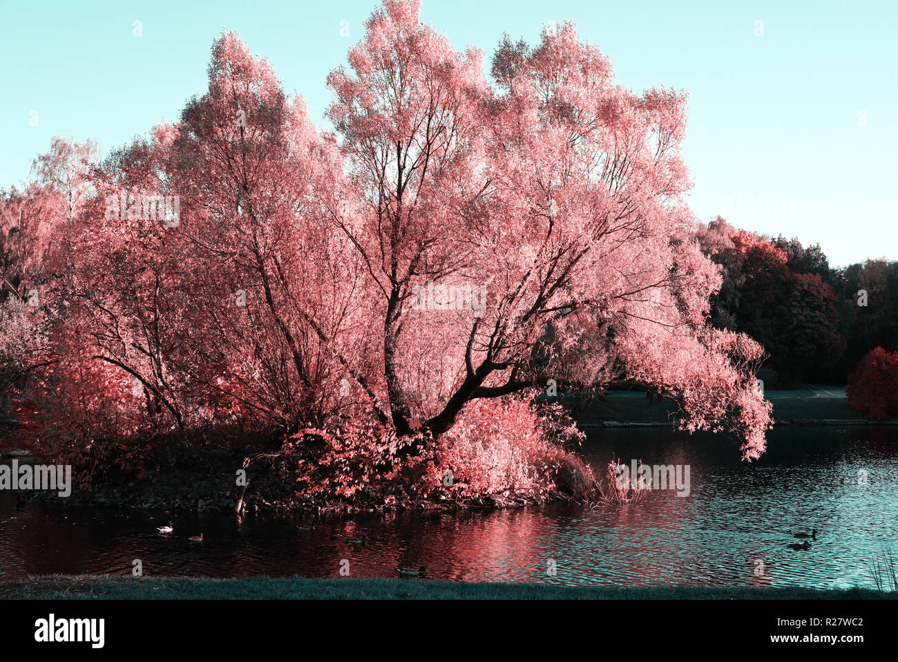 Grande albero sopra l'acqua con fogliame rosa. bella riflessione di un albero sulla superficie del lago. Un albero vicino al laghetto Foto Stock