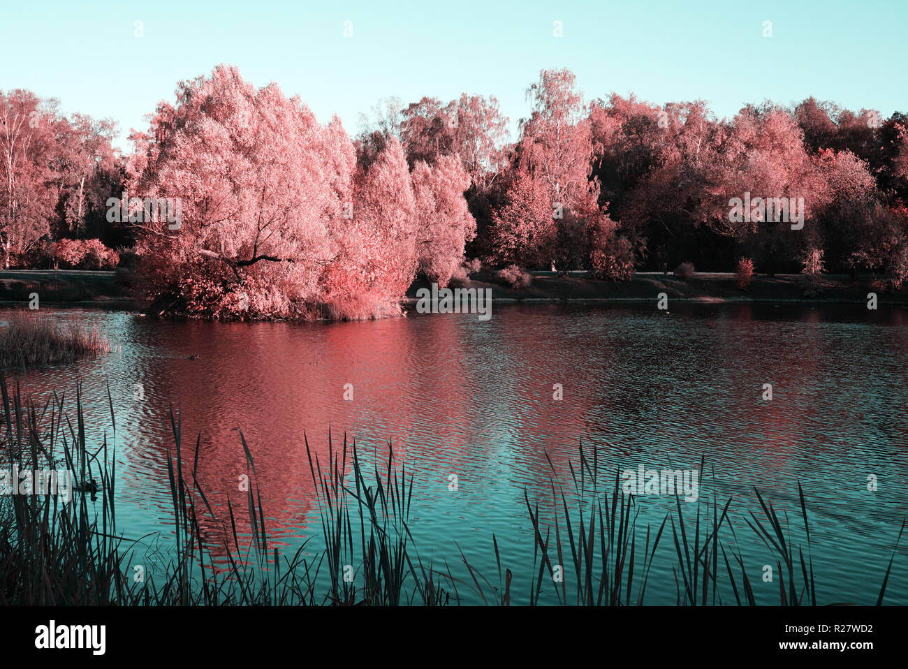 Un albero con il fogliame rosa vicino al laghetto. La superficie di acqua come uno specchio riflette gli alberi che crescono su l'altro lato. Foto Stock
