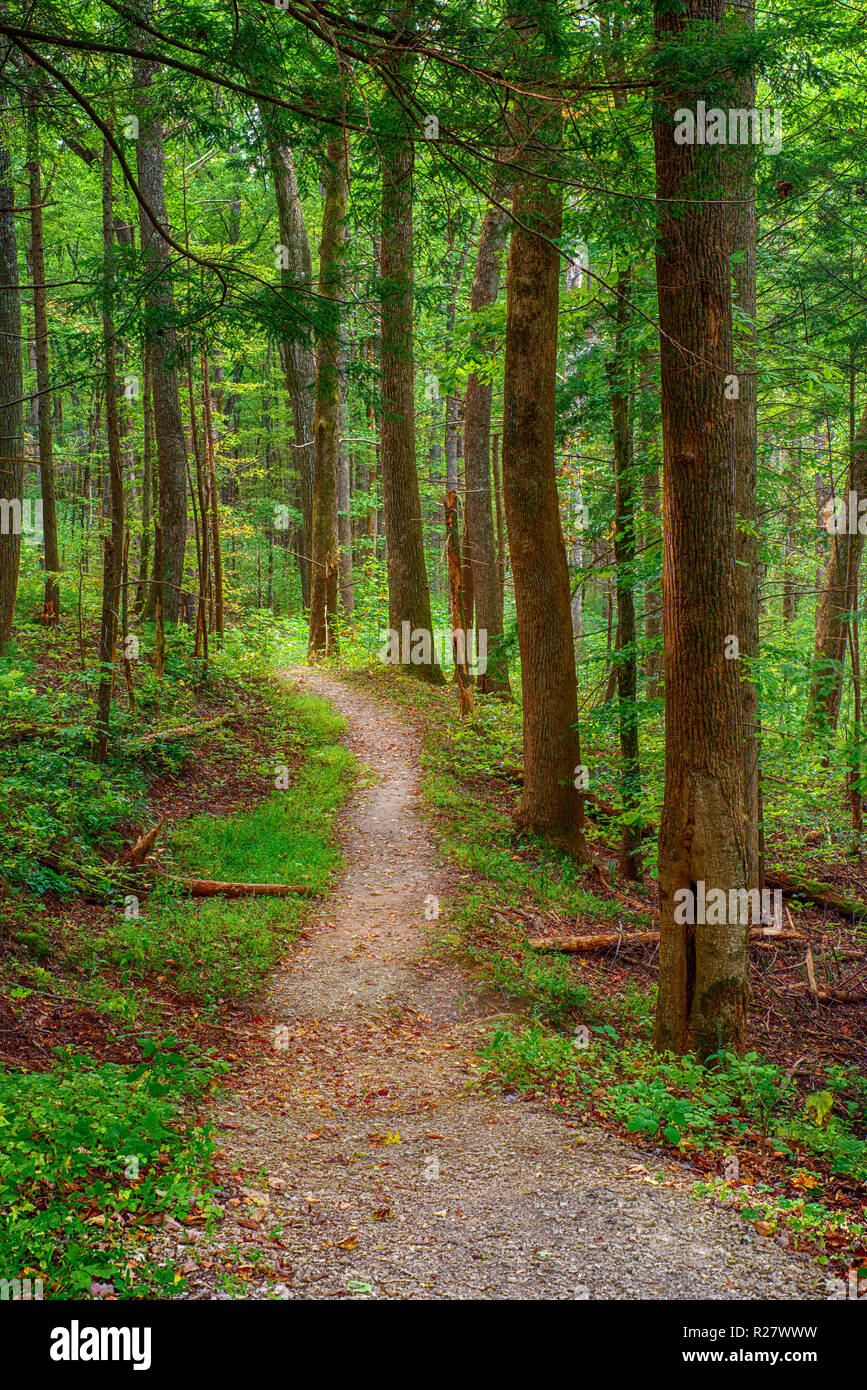 Colpo verticale di un bel sentiero forestale. Foto Stock