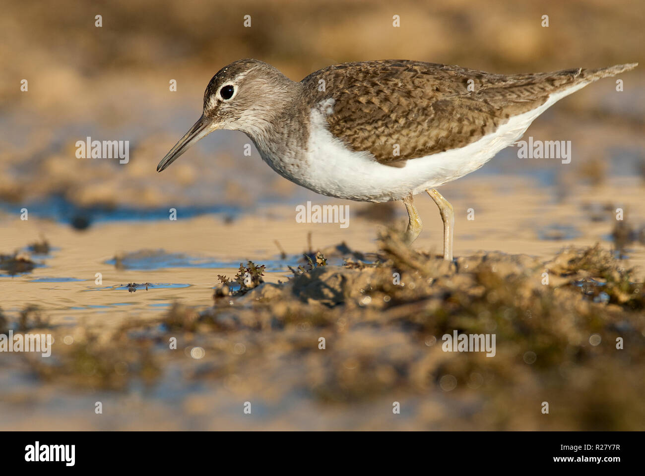 Piro-piro piccolo - Actitis hypoleucos cercando il cibo in acqua e fango Foto Stock