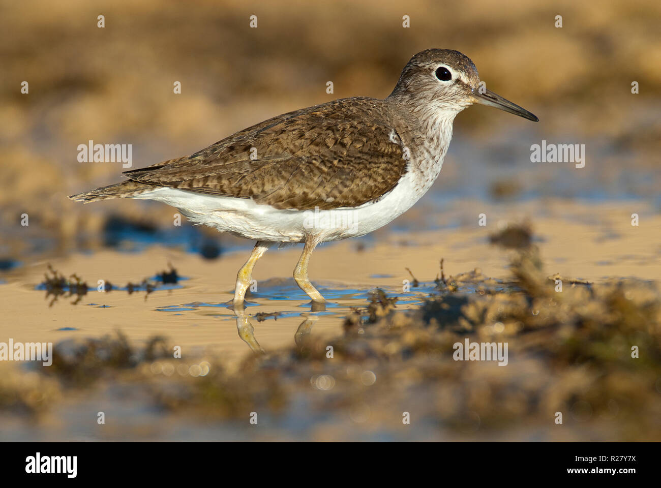 Piro-piro piccolo - Actitis hypoleucos cercando il cibo in acqua e fango Foto Stock