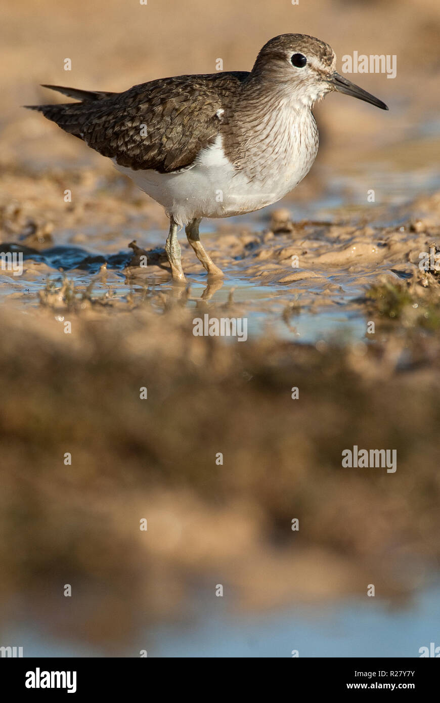 Piro-piro piccolo - Actitis hypoleucos cercando il cibo in acqua e fango Foto Stock