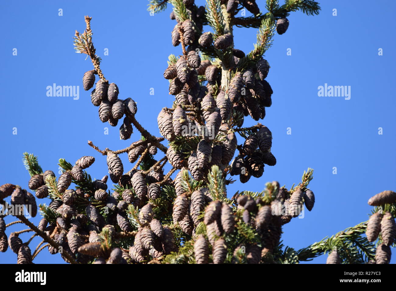 Cono di abete o cono di frutta di una conifera nella foresta di autunno situato ai piedi della montagna del Hunsrück alta foresta nella campagna della Saar Foto Stock