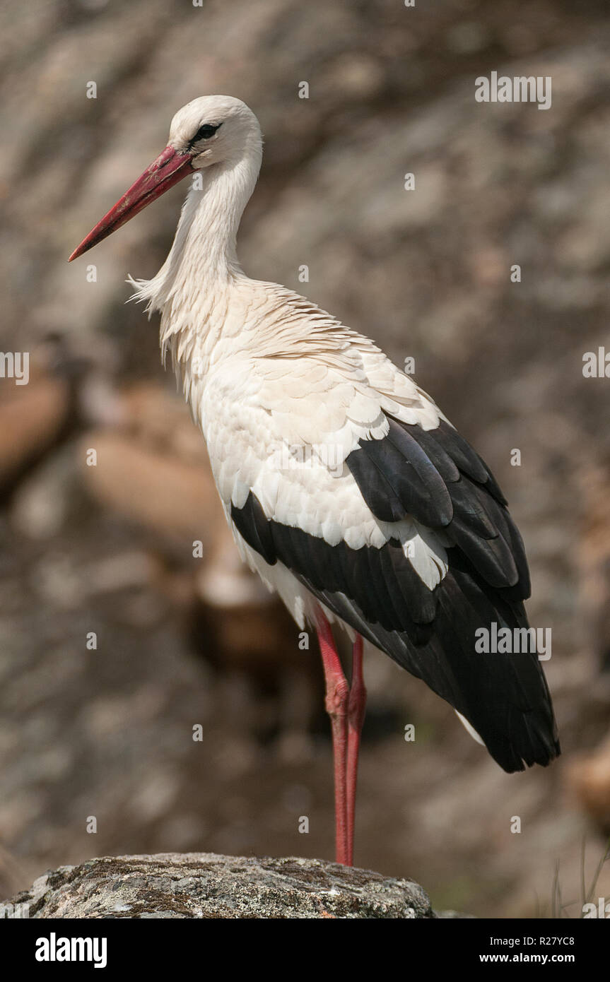 Cicogna bianca in piedi su rocce (Ciconia ciconia) Foto Stock