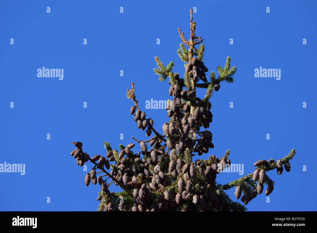 Cono di abete o cono di frutta di una conifera nella foresta di autunno situato ai piedi della montagna del Hunsrück alta foresta nella campagna della Saar Foto Stock