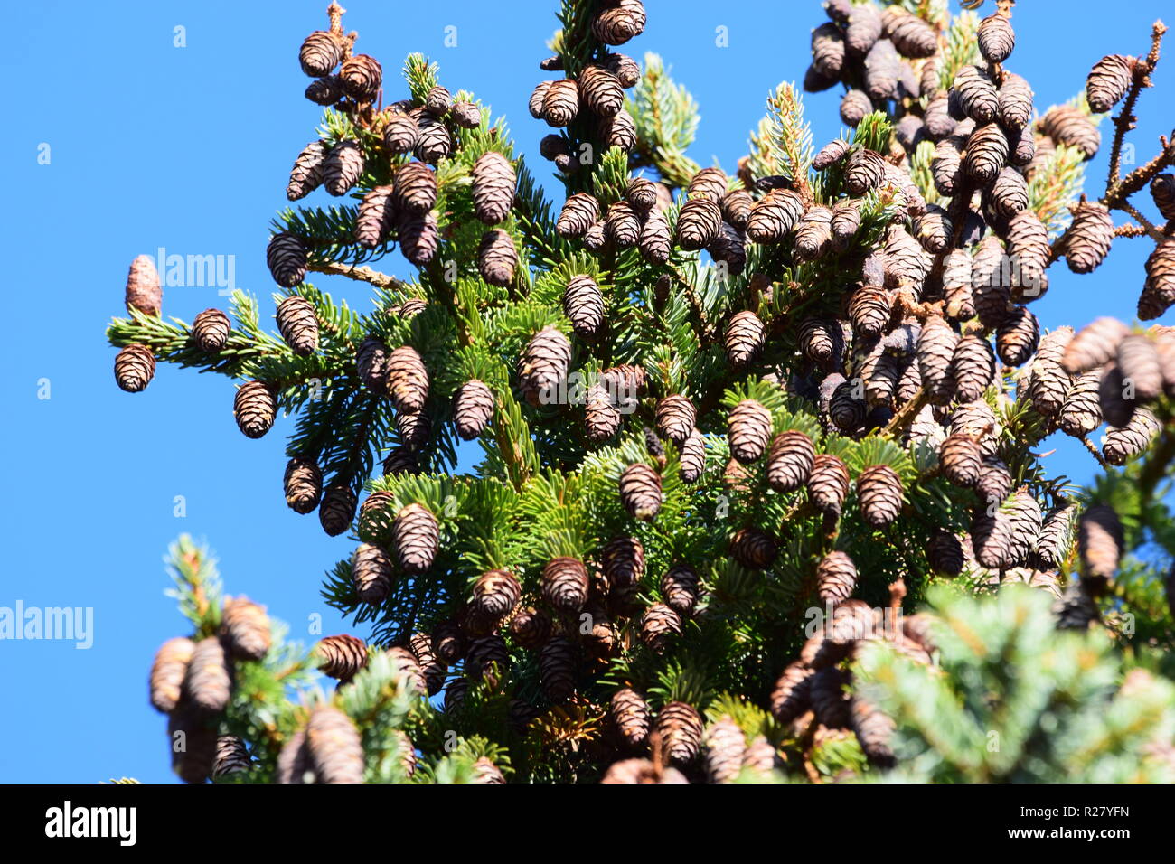 Cono di abete o cono di frutta di una conifera nella foresta di autunno situato ai piedi della montagna del Hunsrück alta foresta nella campagna della Saar Foto Stock