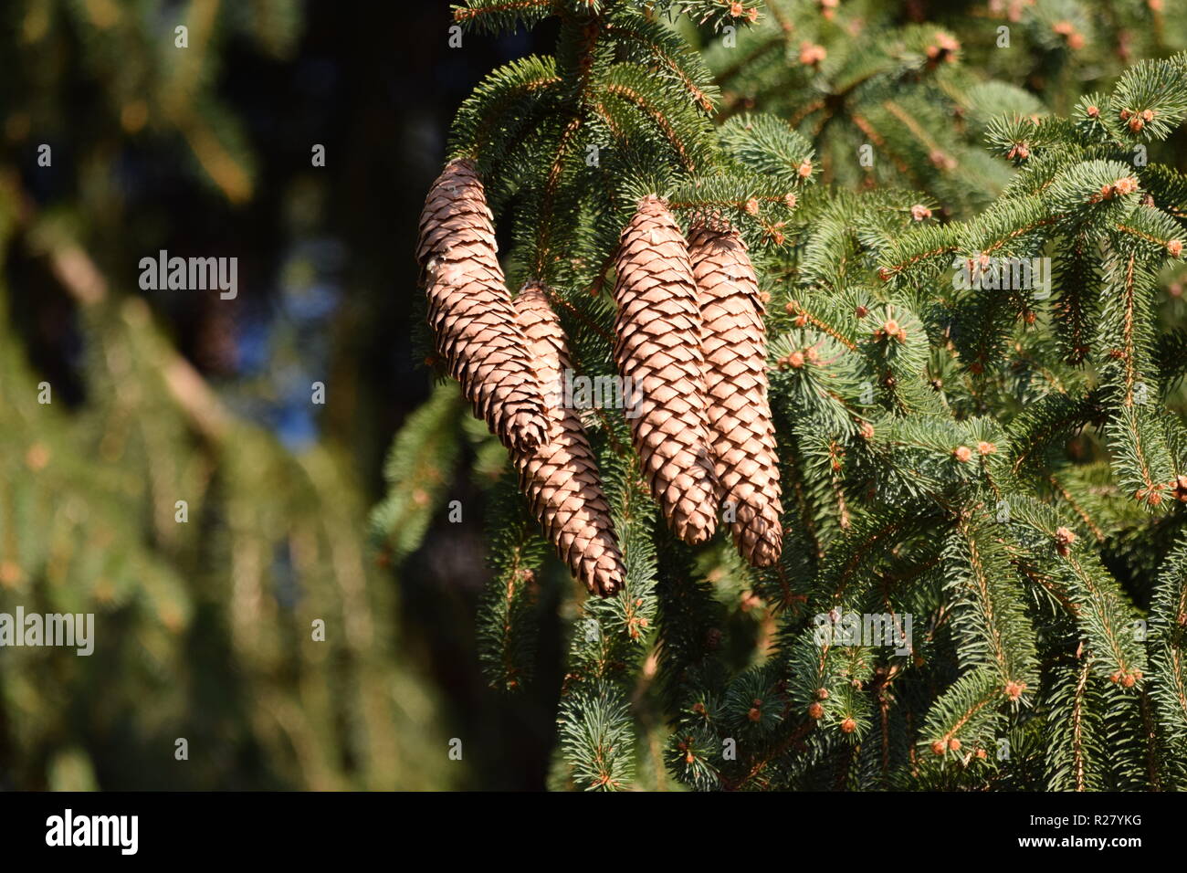 Cono di abete o cono di frutta di una conifera nella foresta di autunno situato ai piedi della montagna del Hunsrück alta foresta nella campagna della Saar Foto Stock