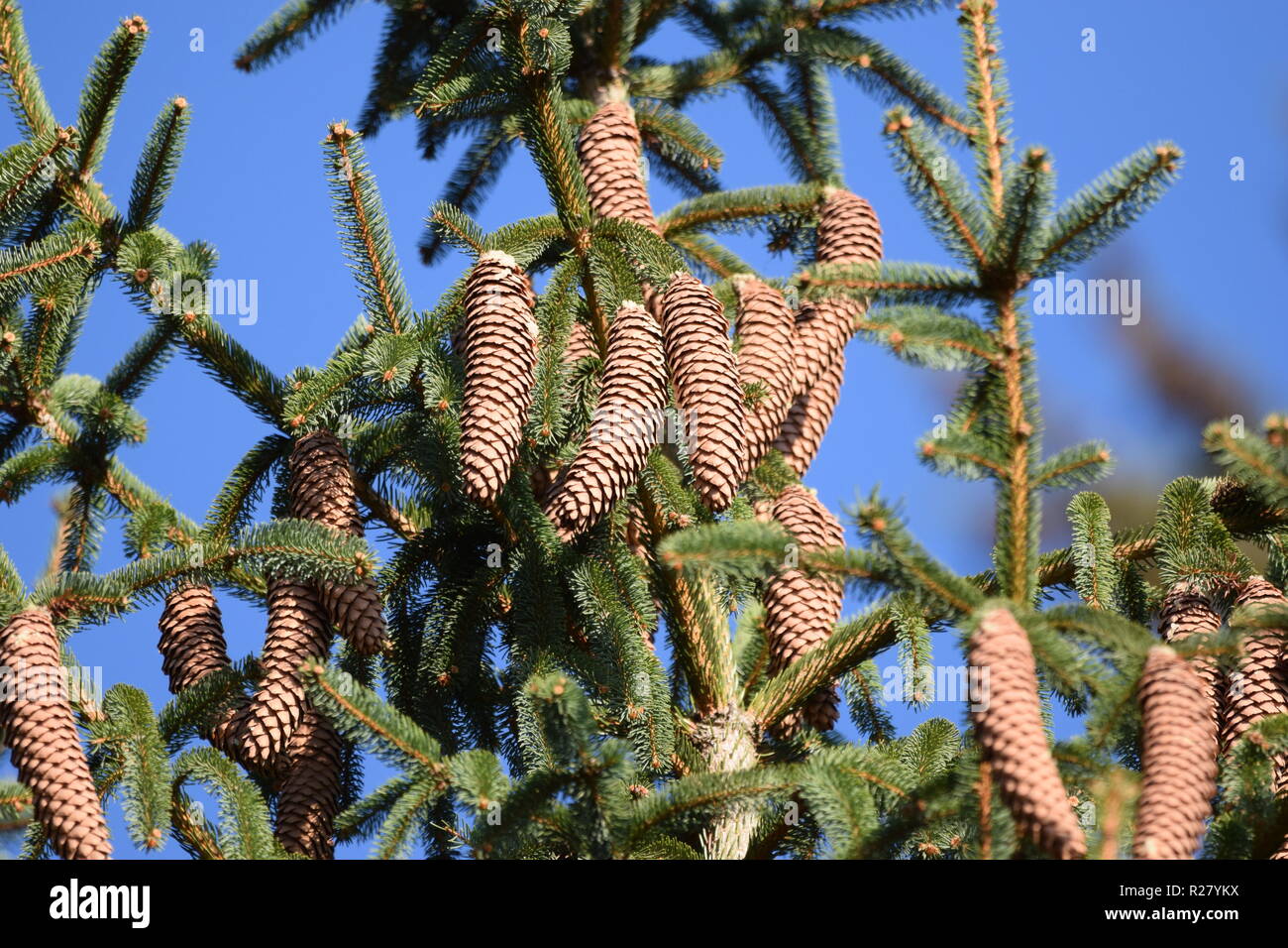 Cono di abete o cono di frutta di una conifera nella foresta di autunno situato ai piedi della montagna del Hunsrück alta foresta nella campagna della Saar Foto Stock