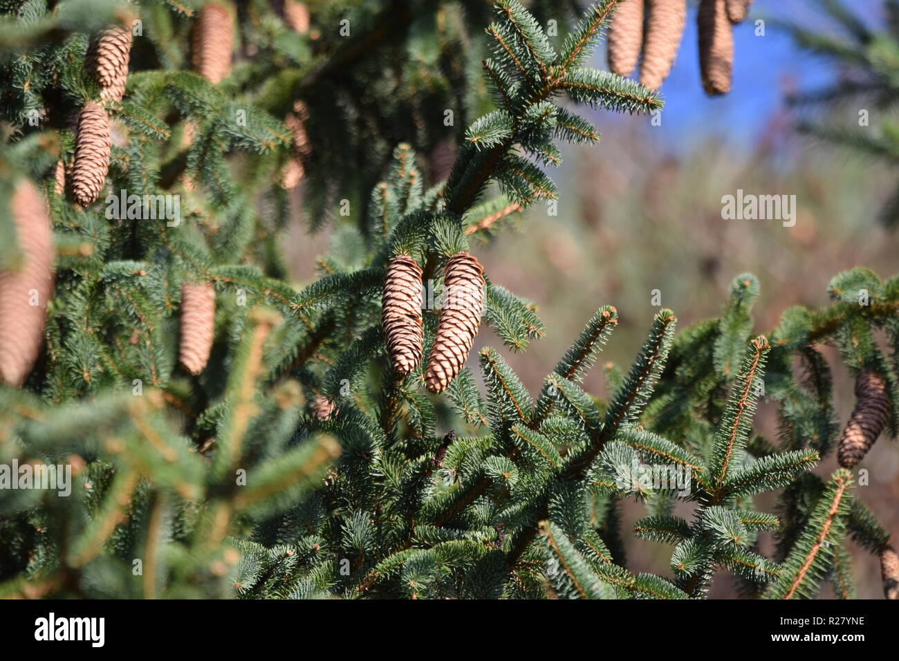 Cono di abete o cono di frutta di una conifera nella foresta di autunno situato ai piedi della montagna del Hunsrück alta foresta nella campagna della Saar Foto Stock