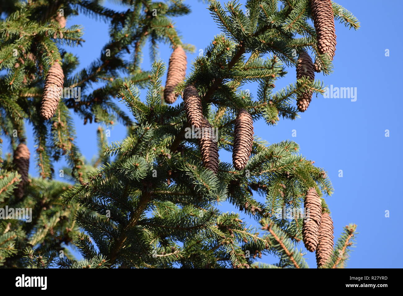 Cono di abete o cono di frutta di una conifera nella foresta di autunno situato ai piedi della montagna del Hunsrück alta foresta nella campagna della Saar Foto Stock