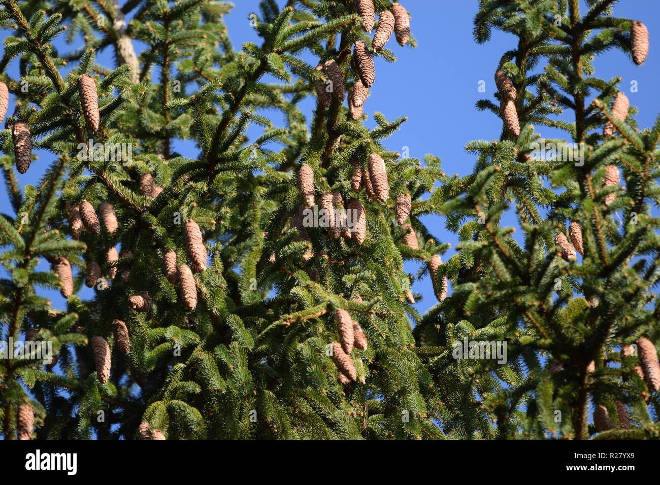 Cono di abete o cono di frutta di una conifera nella foresta di autunno situato ai piedi della montagna del Hunsrück alta foresta nella campagna della Saar Foto Stock