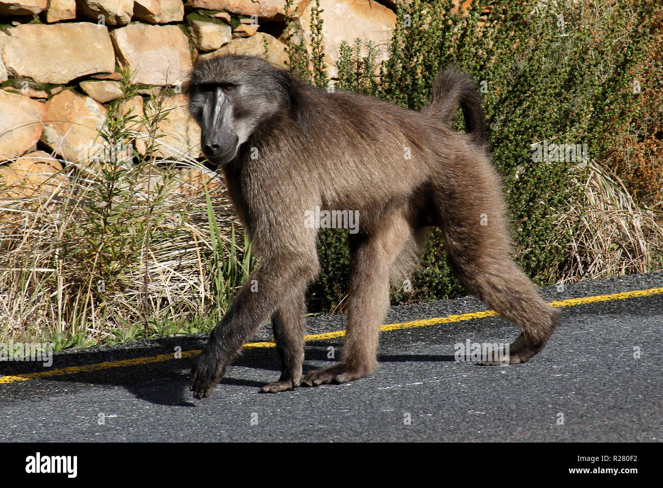 Babbuini di Capo che camminano sulle strade pubbliche. Foto Stock