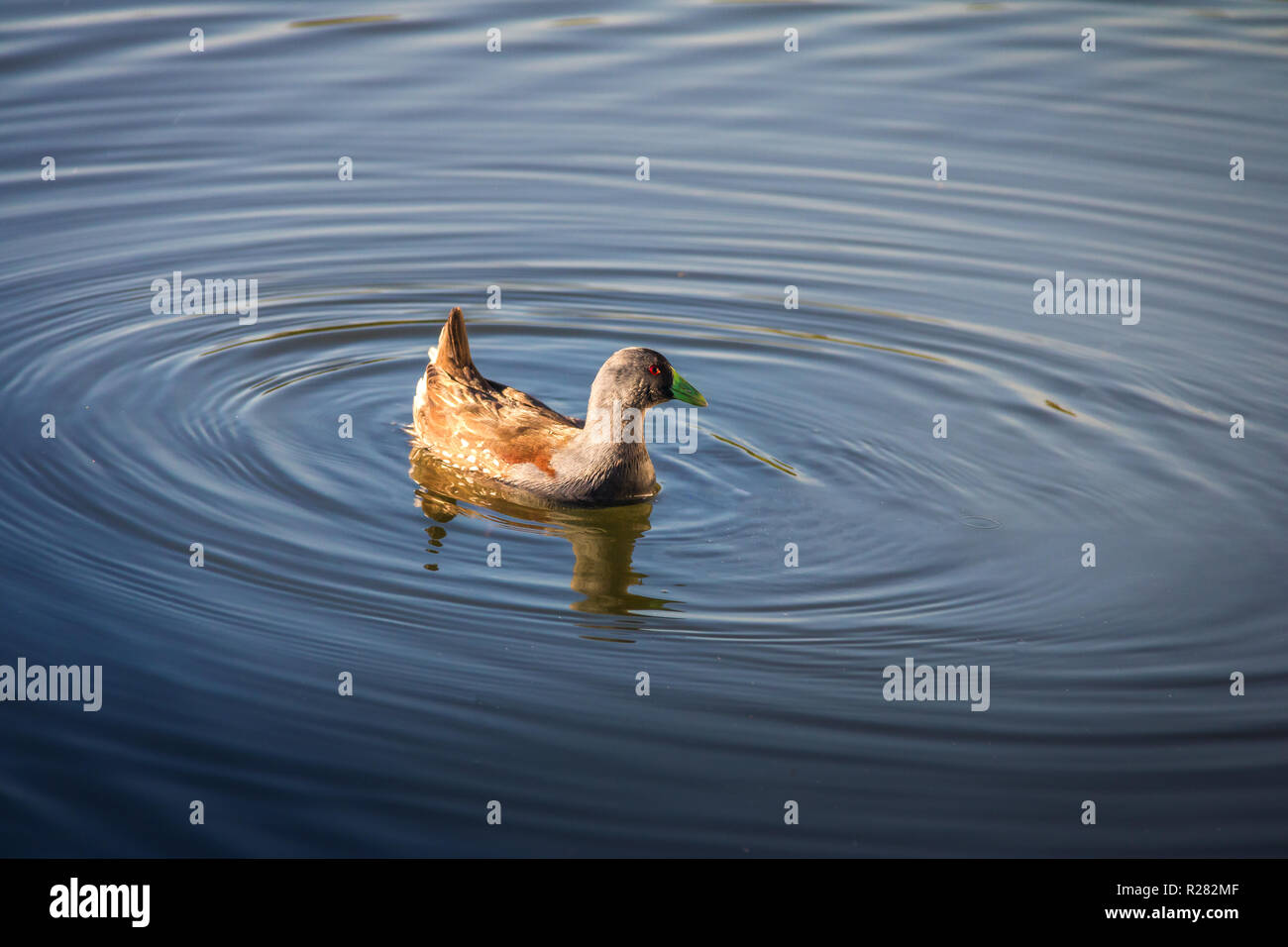 Spot-fiancheggiata pollo sultano bird a Sausalito Laguna Park - Vina del Mar, Cile Foto Stock