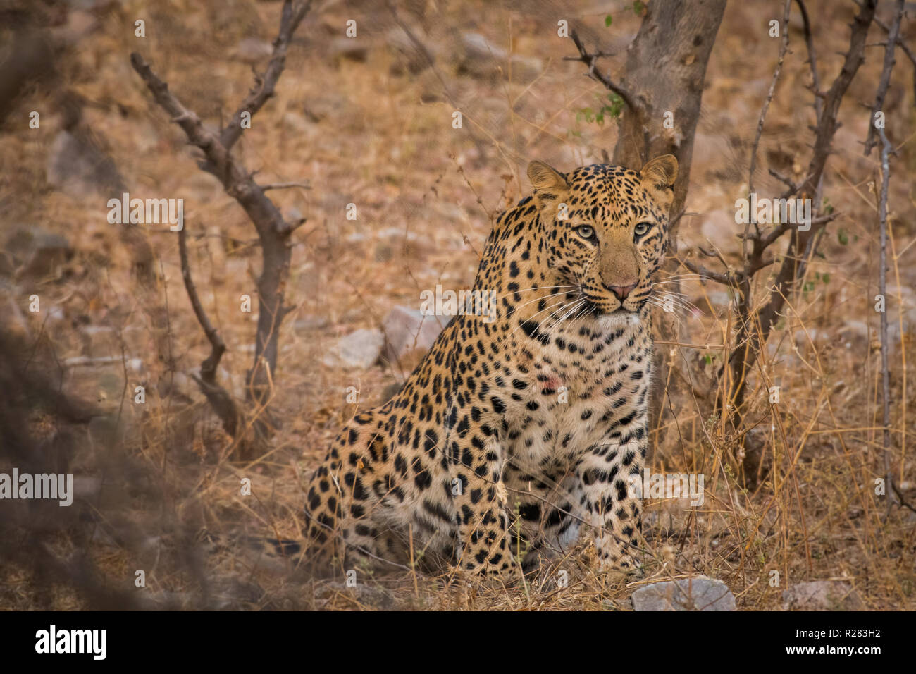 Un maschio di leopard rilassante in un safari mattutino al jhalana riserva forestale, Jaipur, India Foto Stock