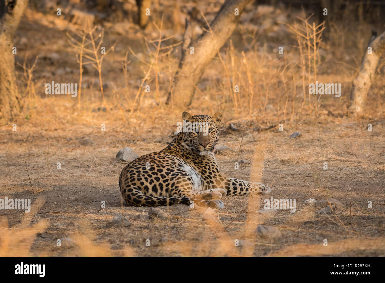 Un maschio di leopard rilassante in un safari mattutino al jhalana riserva forestale, Jaipur, India Foto Stock