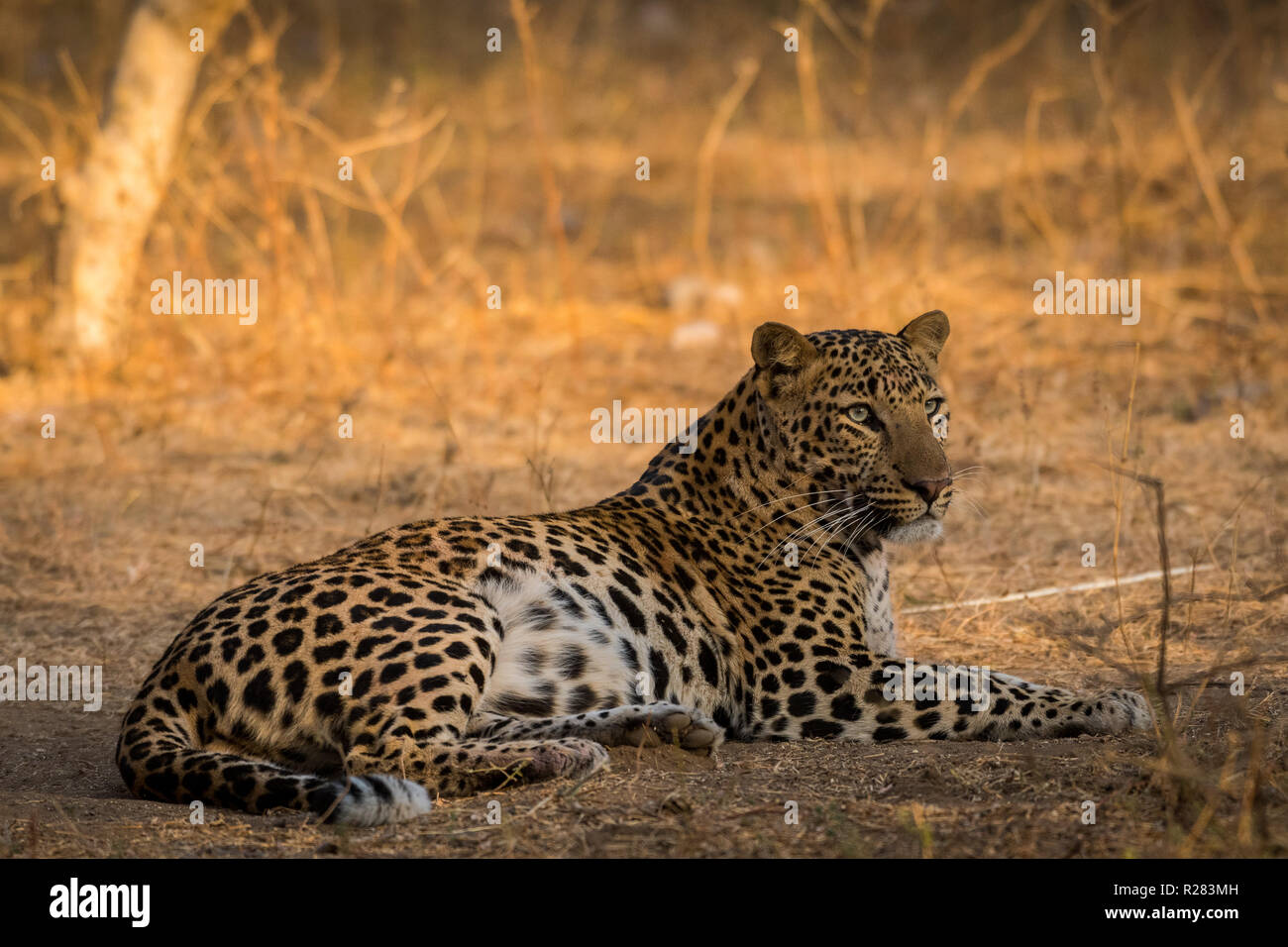 Un maschio di leopard rilassante in un safari mattutino al jhalana riserva forestale, Jaipur, India Foto Stock